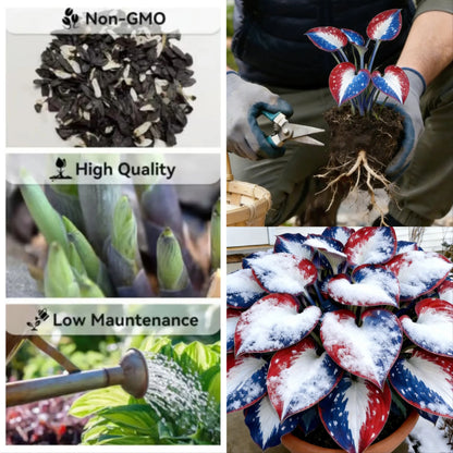 🎉𝐀𝐦𝐞𝐫𝐢𝐜𝐚 𝟐𝟓𝟎𝐭𝐡 𝐀𝐧𝐧𝐢𝐯𝐞𝐫𝐬𝐚𝐫𝐲🌿Premium Rare Hosta Seeds (Shade-Tolerant Plant) - BUY 2 GET 1 FREE