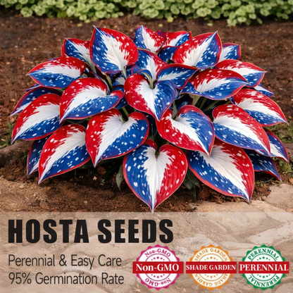🎉𝐀𝐦𝐞𝐫𝐢𝐜𝐚 𝟐𝟓𝟎𝐭𝐡 𝐀𝐧𝐧𝐢𝐯𝐞𝐫𝐬𝐚𝐫𝐲🌿Premium Rare Hosta Seeds (Shade-Tolerant Plant) - BUY 2 GET 1 FREE