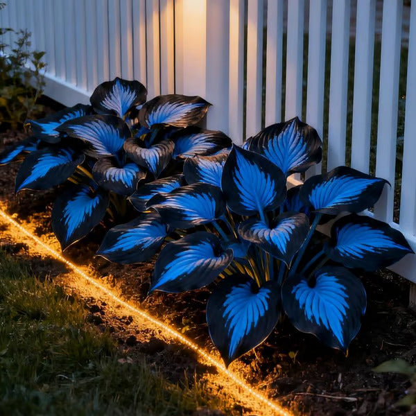 🔥Last day clearance🌌Premium Rare Hosta Seeds - Shade Plant for Garden