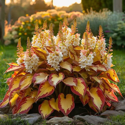 🔥Last day clearance🌌Premium Rare Hosta Seeds - Shade Plant for Garden
