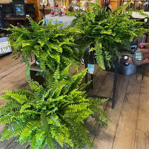 Buy 3 Get 1 Free (Fits 4 Pots)