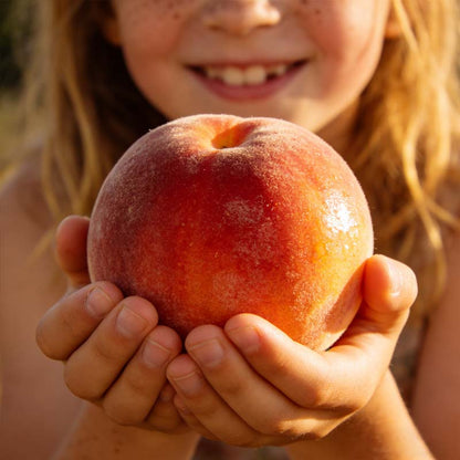 🔥 65K+ SOLD! 🍑 Heirloom "Honey Red" Dwarf Peach Seeds – Rare Red-Flesh Variety, Dwarf Container Friendly & Year-Round Planting 🌿